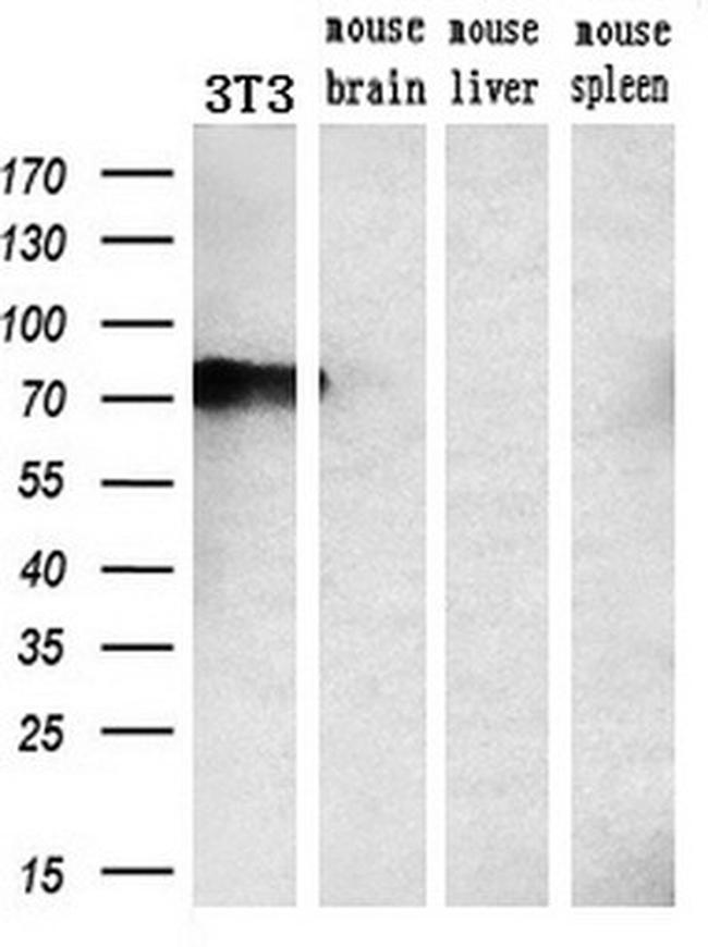 PPP1R15A Antibody in Western Blot (WB)