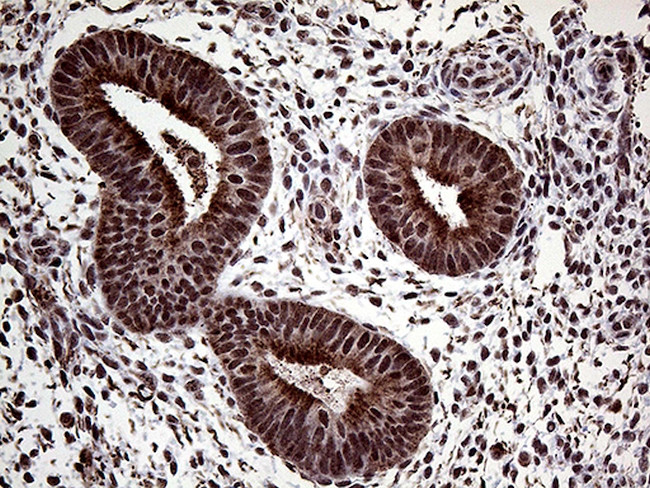 PPP4C Antibody in Immunohistochemistry (Paraffin) (IHC (P))