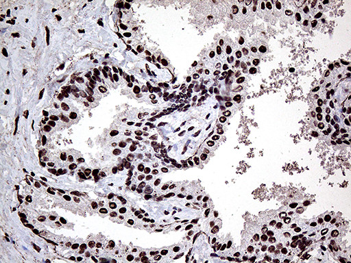 PPP4C Antibody in Immunohistochemistry (Paraffin) (IHC (P))