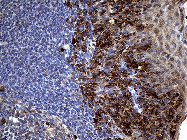 PPP4R4 Antibody in Immunohistochemistry (Paraffin) (IHC (P))