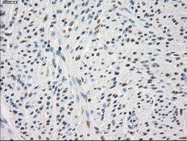 PPP5C Antibody in Immunohistochemistry (Paraffin) (IHC (P))