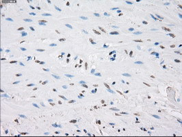 PPP5C Antibody in Immunohistochemistry (Paraffin) (IHC (P))