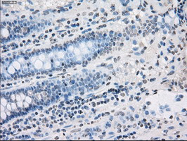 PPP5C Antibody in Immunohistochemistry (Paraffin) (IHC (P))