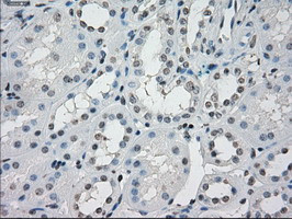 PPP5C Antibody in Immunohistochemistry (Paraffin) (IHC (P))