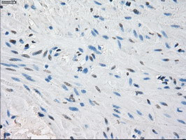 PPP5C Antibody in Immunohistochemistry (Paraffin) (IHC (P))