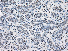 PPP5C Antibody in Immunohistochemistry (Paraffin) (IHC (P))