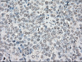 PPP5C Antibody in Immunohistochemistry (Paraffin) (IHC (P))