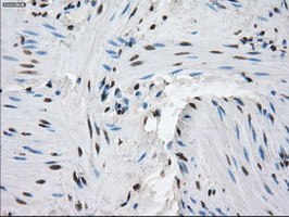 PPP5C Antibody in Immunohistochemistry (Paraffin) (IHC (P))