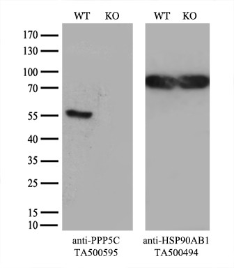 PPP5C Antibody