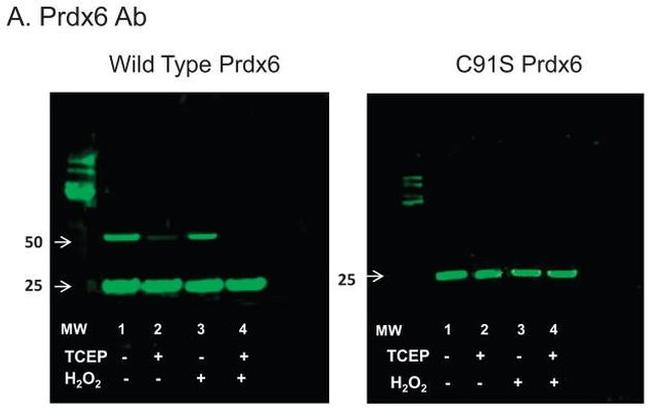 PRDX6 Antibody in Western Blot (WB)