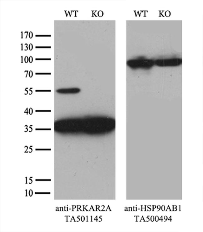 PRKAR2A Antibody in Western Blot (WB)