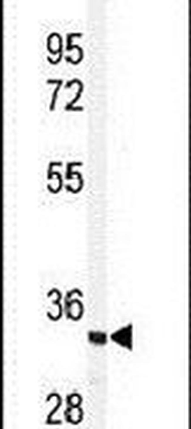 PACT Antibody in Western Blot (WB)