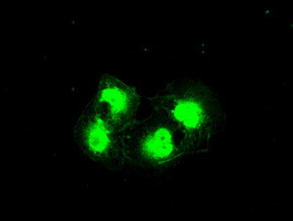 PRKY Antibody in Immunocytochemistry (ICC/IF)