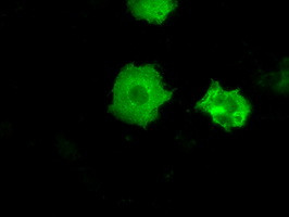 PRKY Antibody in Immunocytochemistry (ICC/IF)