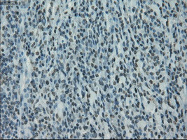 PRKY Antibody in Immunohistochemistry (Paraffin) (IHC (P))