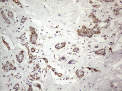 PROCR Antibody in Immunohistochemistry (Paraffin) (IHC (P))