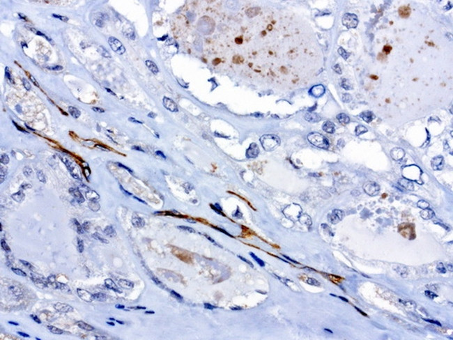 PROCR Antibody in Immunohistochemistry (Paraffin) (IHC (P))