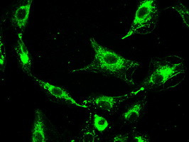 PROM2 Antibody in Immunocytochemistry (ICC/IF)