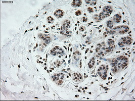 PROM2 Antibody in Immunohistochemistry (Paraffin) (IHC (P))