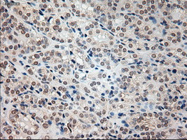 PROM2 Antibody in Immunohistochemistry (Paraffin) (IHC (P))