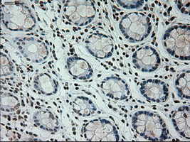 PROM2 Antibody in Immunohistochemistry (Paraffin) (IHC (P))