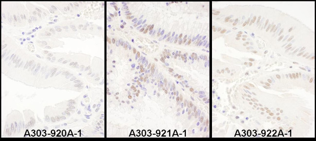 PRPF8 Antibody in Immunohistochemistry (IHC)