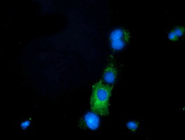 PRPSAP2 Antibody in Immunocytochemistry (ICC/IF)