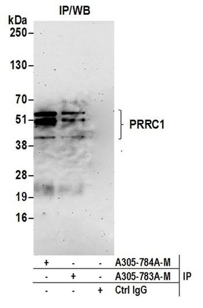 PRRC1 Antibody in Western Blot (WB)