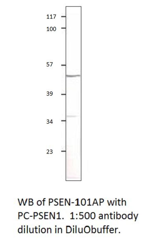 Presenilin 1 Antibody in Western Blot (WB)