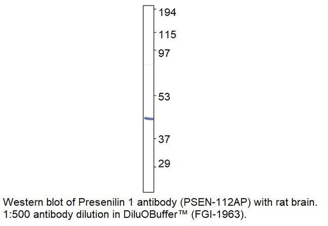 Presenilin 1 Antibody in Western Blot (WB)