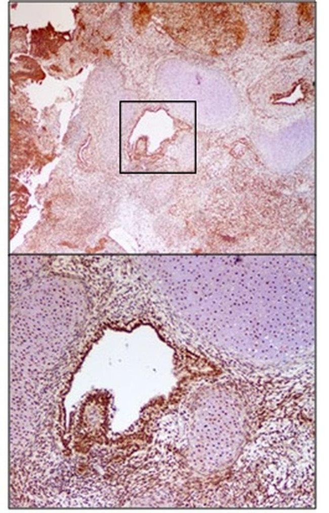 PSMA3 Antibody in Immunohistochemistry (IHC)