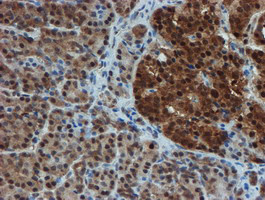 PSMA6 Antibody in Immunohistochemistry (Paraffin) (IHC (P))