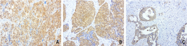 PSMA6 Antibody in Immunohistochemistry (Paraffin) (IHC (P))