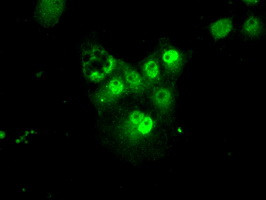 PSMA7 Antibody in Immunocytochemistry (ICC/IF)