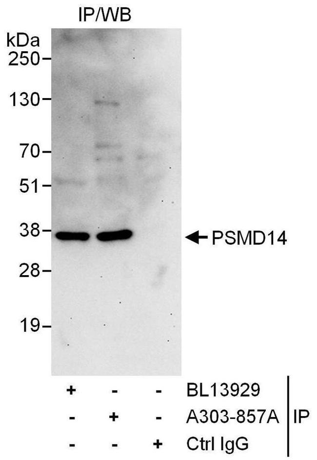 Psmd14 Polyclonal Antibody A303 857a 1913