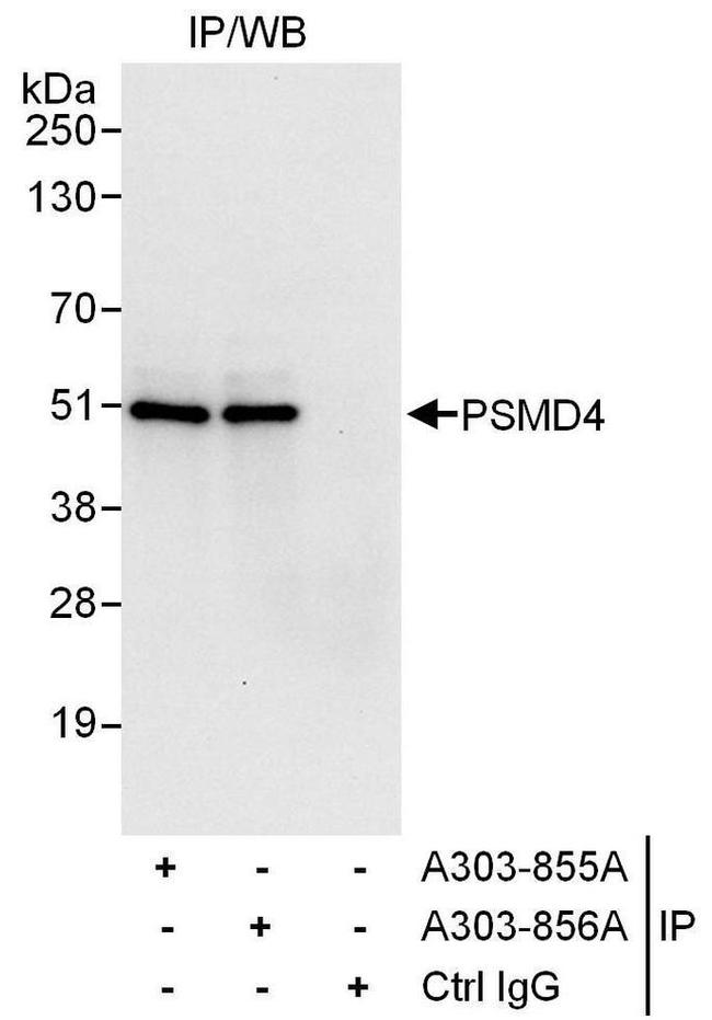 PSMD4 Antibody in Western Blot (WB)