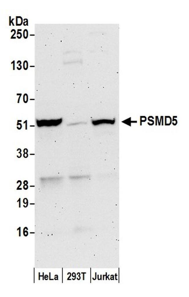 PSMD5/26S Proteasome Subunit S5B Antibody in Western Blot (WB)