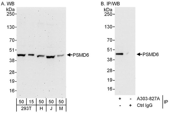 PSMD6 Antibody in Western Blot (WB)