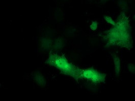 PSMF1 Antibody in Immunocytochemistry (ICC/IF)