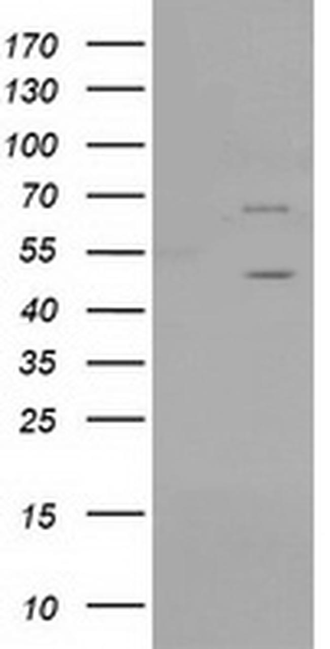 PTPN11 Antibody in Western Blot (WB)