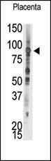 PTPRE Antibody in Western Blot (WB)