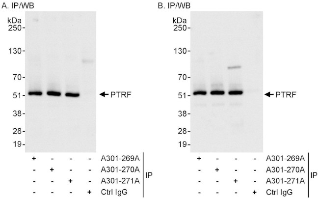 PTRF Antibody in Immunoprecipitation (IP)