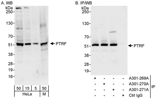 PTRF Antibody in Western Blot (WB)