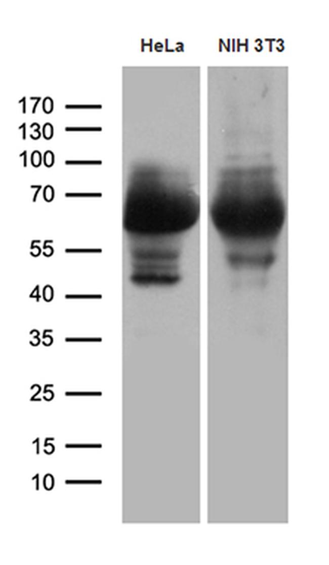 PXN Antibody in Western Blot (WB)