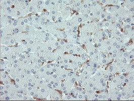 PYCARD Antibody in Immunohistochemistry (Paraffin) (IHC (P))