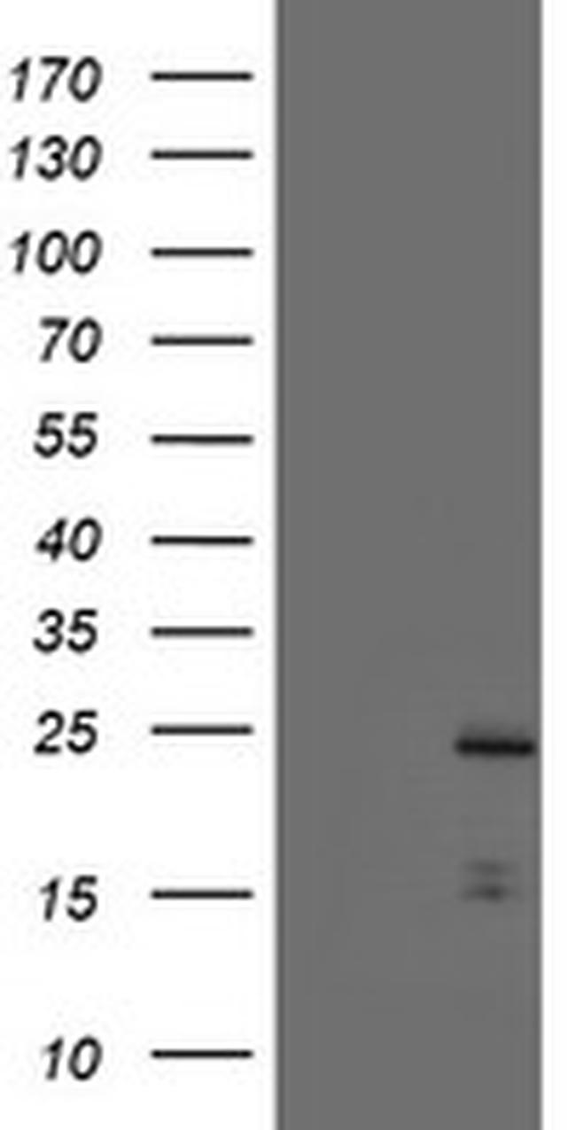 PYCARD Antibody in Western Blot (WB)