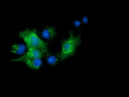 PYCRL Antibody in Immunocytochemistry (ICC/IF)