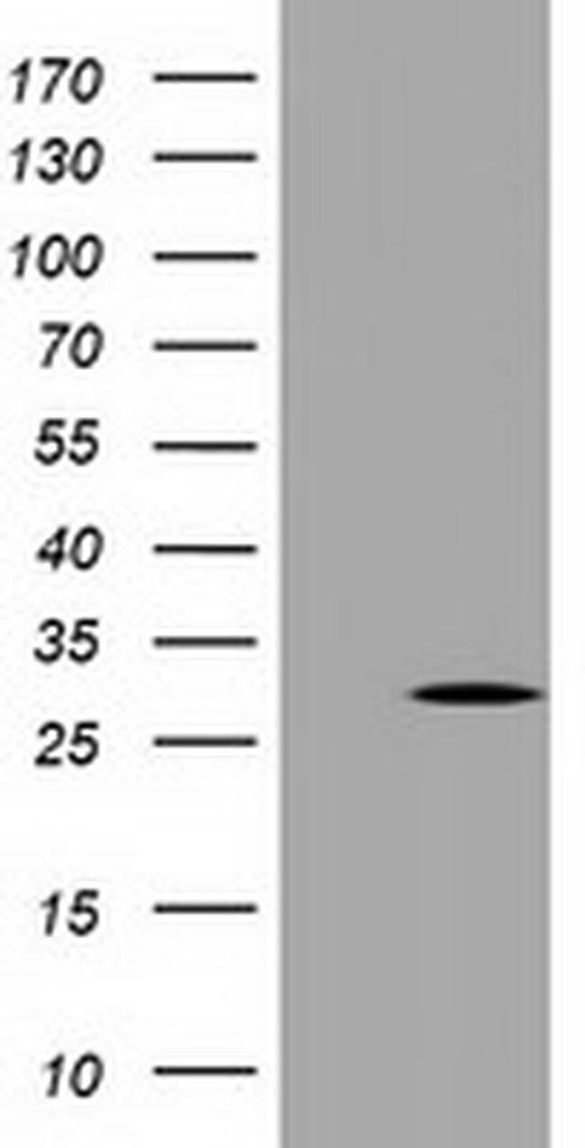 PYCRL Antibody in Western Blot (WB)