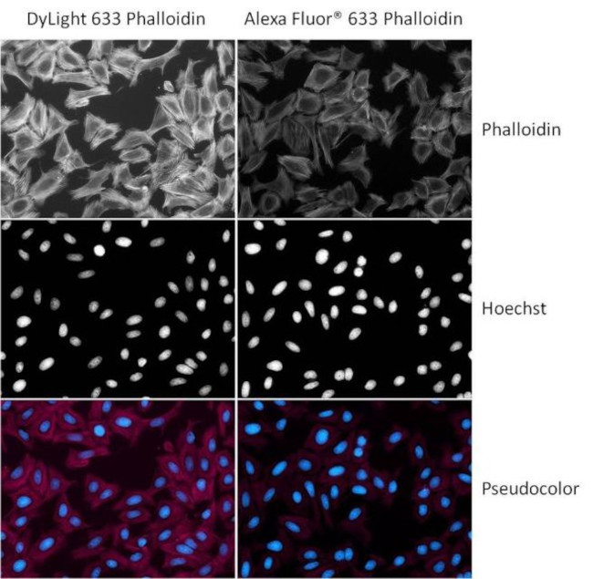 Phalloidin Control in Immunocytochemistry (ICC/IF)