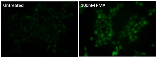 Phospho-p38 MAPK (Thr180, Tyr182) Antibody in Immunocytochemistry (ICC/IF)